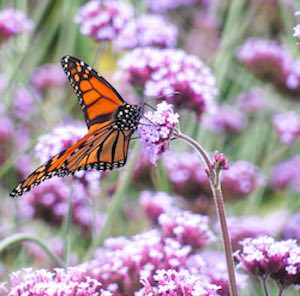 Verbena bonariensis