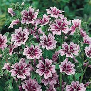 Malva sylvestris