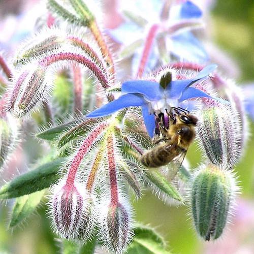 Borago officinalis