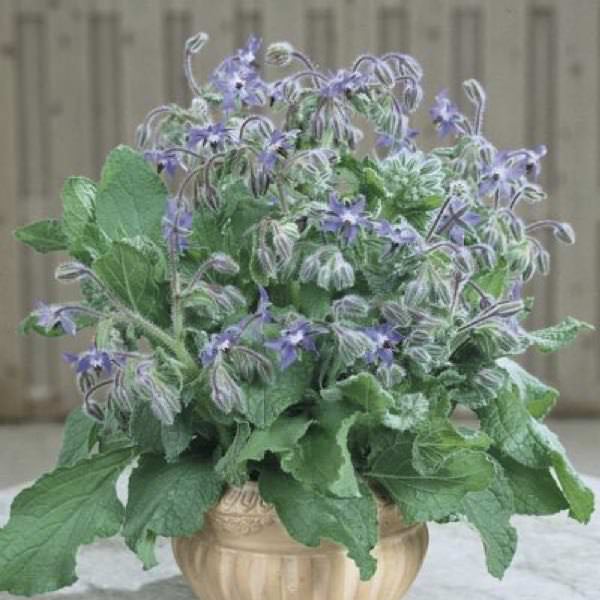 Borage plant