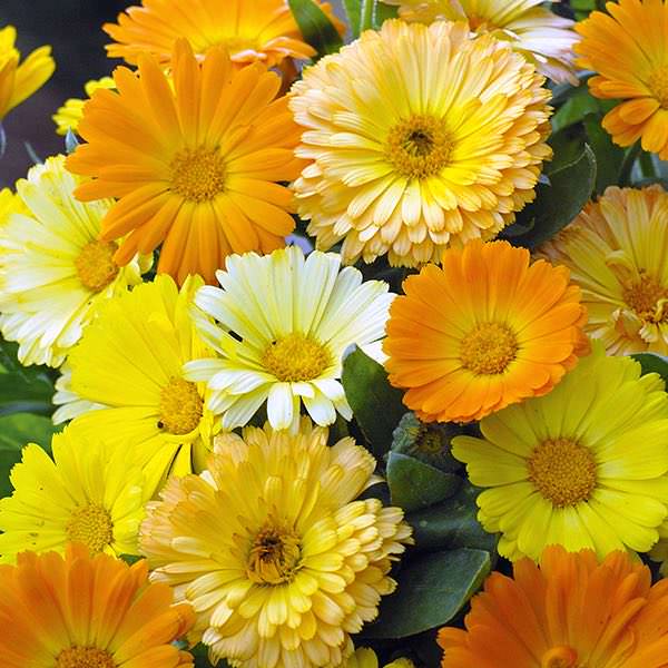 Calendula flowers