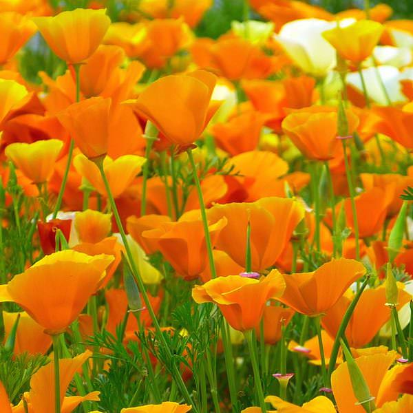 California poppy flowers