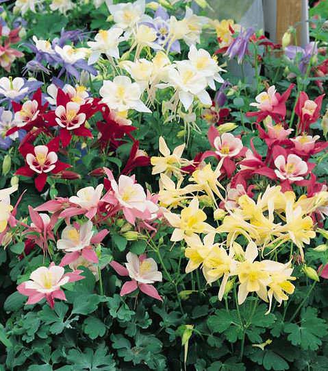 Columbine flowers