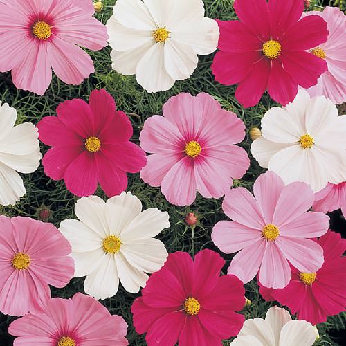 Cosmos flowers