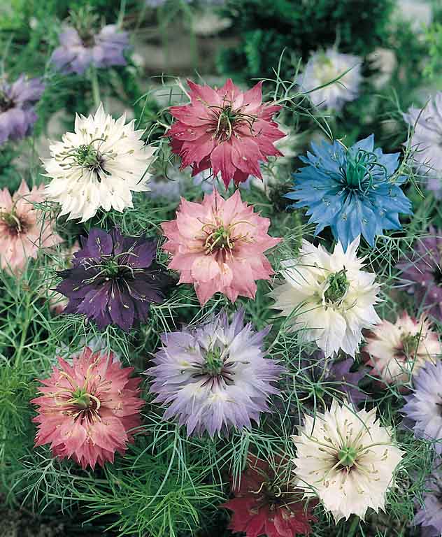 Love-in-a-mist flowers