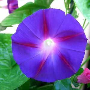 Morning Glory flowers