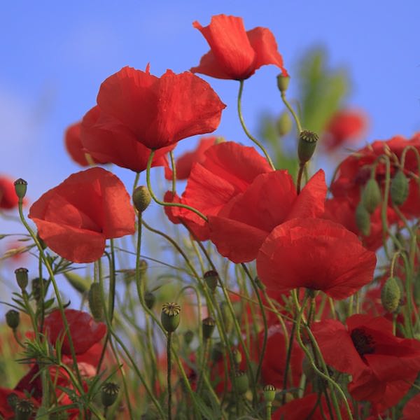 Shirley poppy flowers