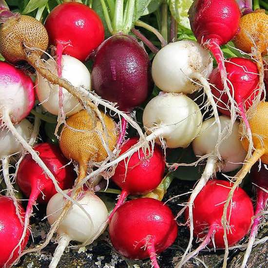 Radishes