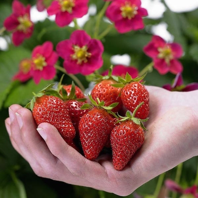 Strawberries