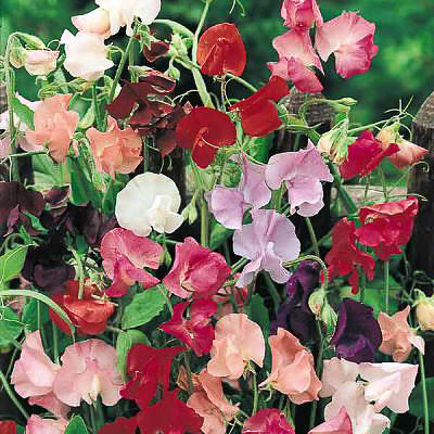 Sweet Pea Flowers