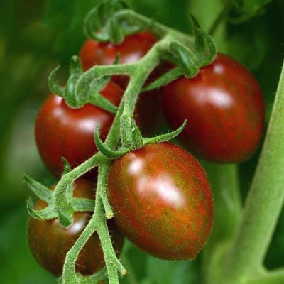 Cherry tomatoes