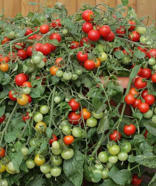 Cherry tomatoes