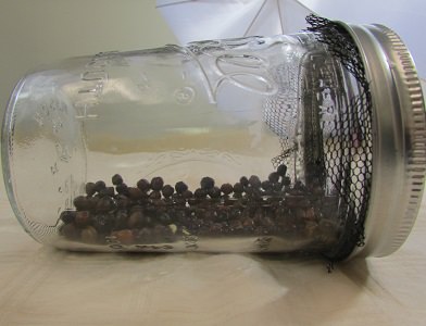 Sweet pea seeds in a jar for rinsing.