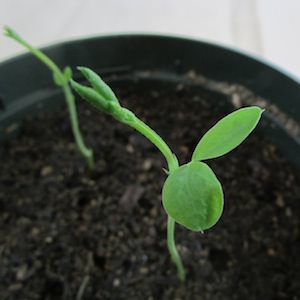 Sweet pea seedling.