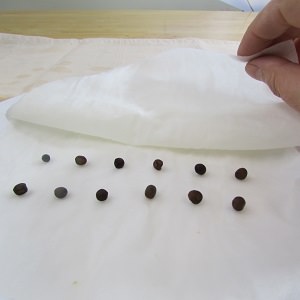 Seeds on moist paper towels.