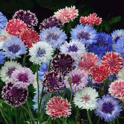 Bachelor's Button cut flowers