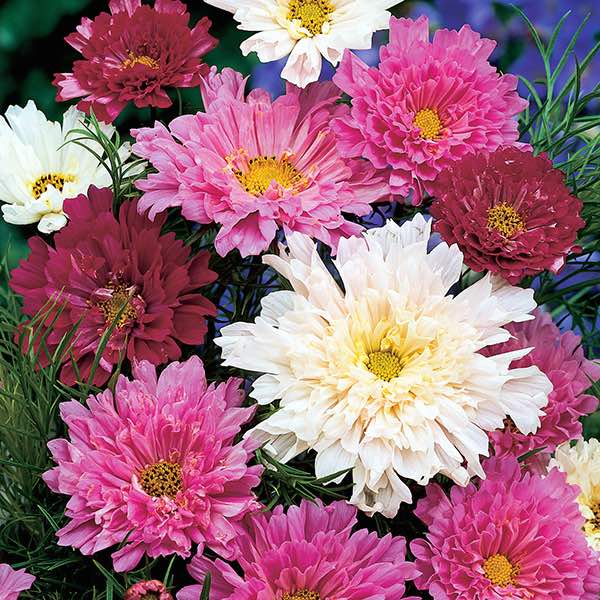 Cosmos cut flower