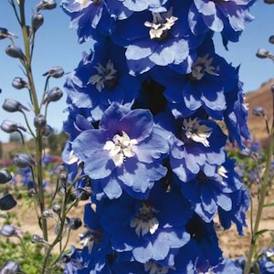 Delphinium cut flower