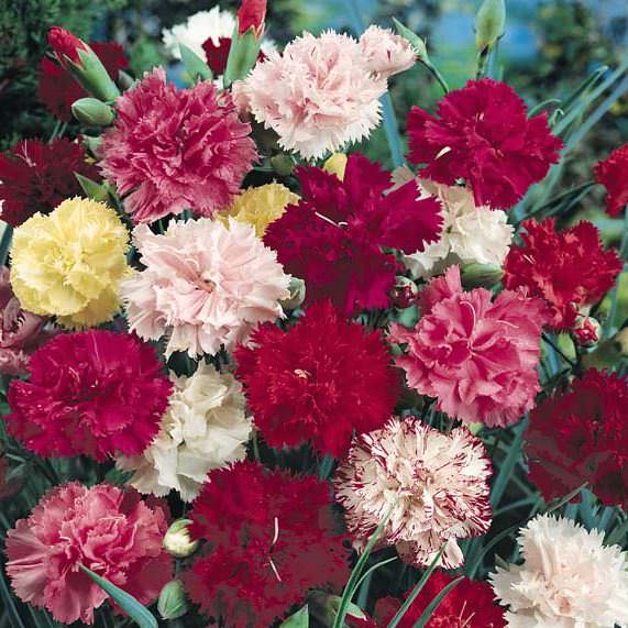 carnation cut flower