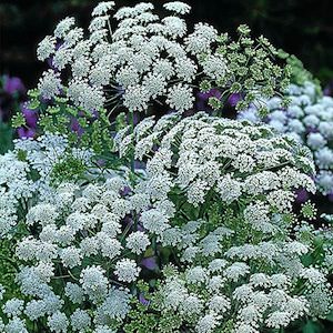 laceflower cut flower filler