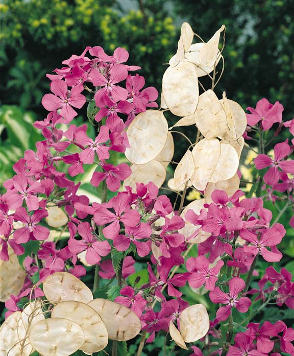 Silver dollar-like seed pods of Money plant. Money Plant Perennial cut flower