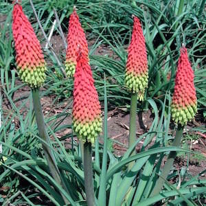 Red Hot Poker plant flowers cut flower