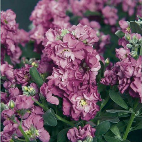 stock cut flower