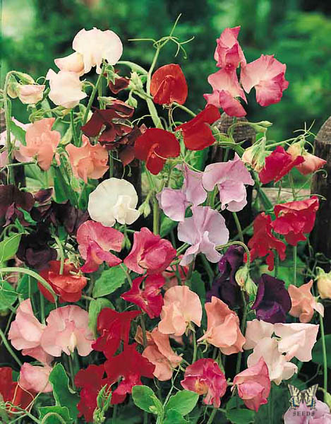 sweet pea cut flower