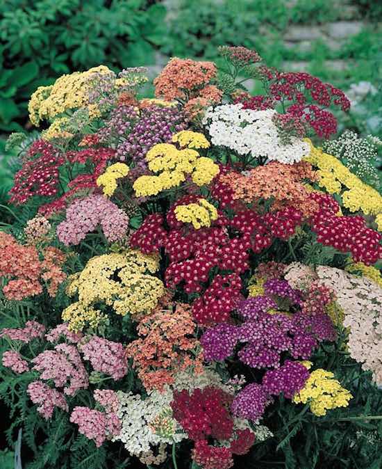 yarrow cut flower seeds filler.