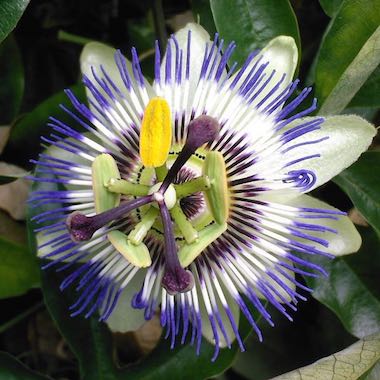 Blue Crown Passion Vine Flower