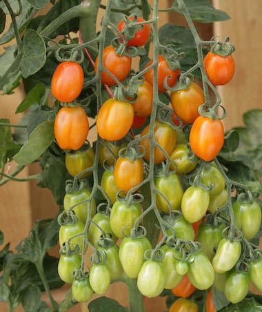 Apricot Dream Cherry Tomatoes