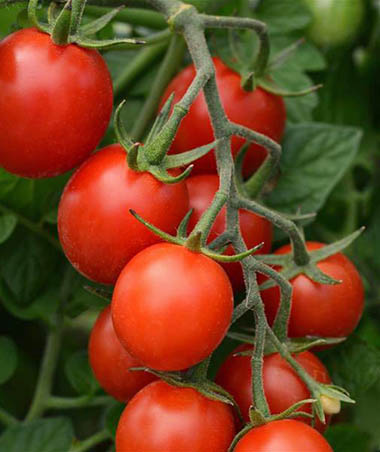 Sugar Rush Cherry Tomatoes