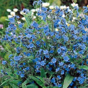 Anchusa Flower