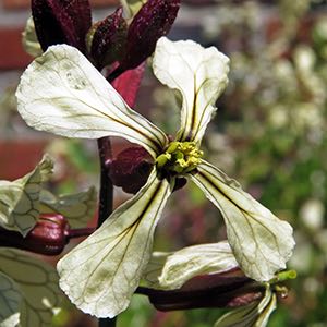 Arugula Flower