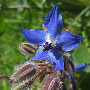 Borage