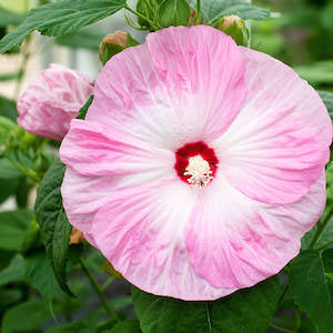 Hibiscus