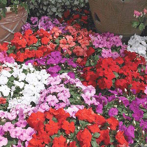 Impatiens