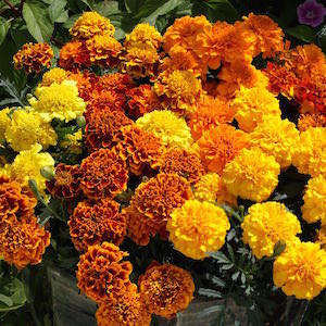 marigolds