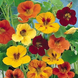 Edible and Colorful Nasturtium Flowers