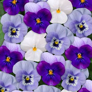 violets