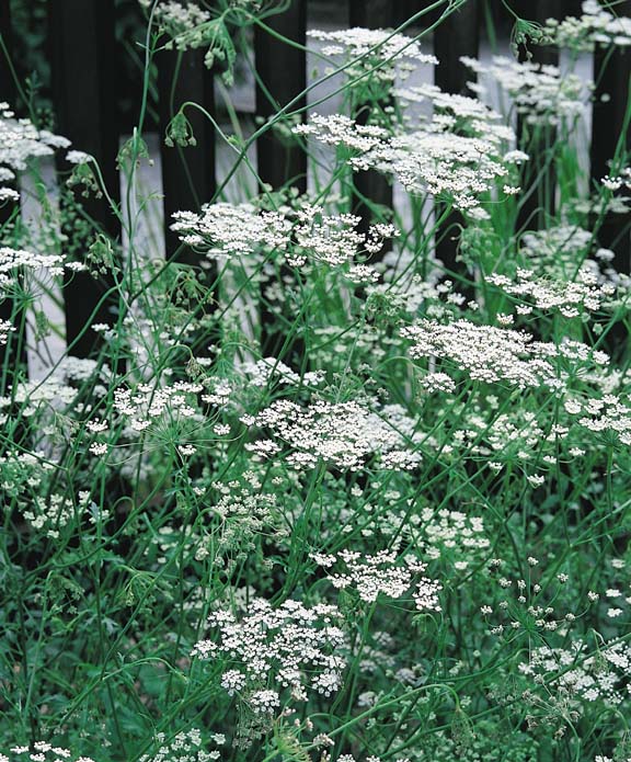 Anise Anise - Pimpinella anisum