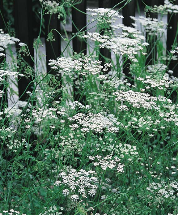 Anise - Pimpinella anisum