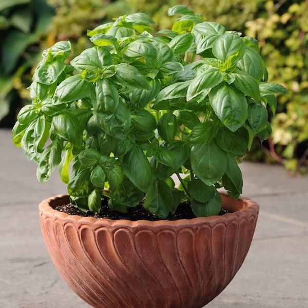 Dolce Fresca basil