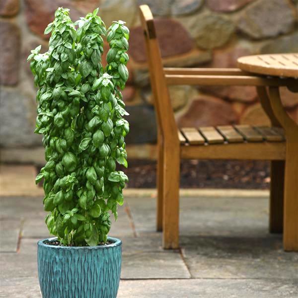 Everleaf Emerald Towers basil