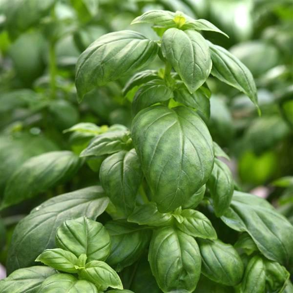 Everleaf Emerald Towers basil leaves