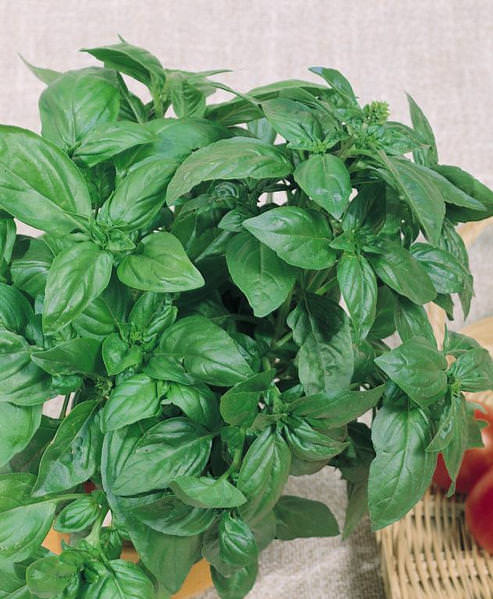 Genovese Compact basil