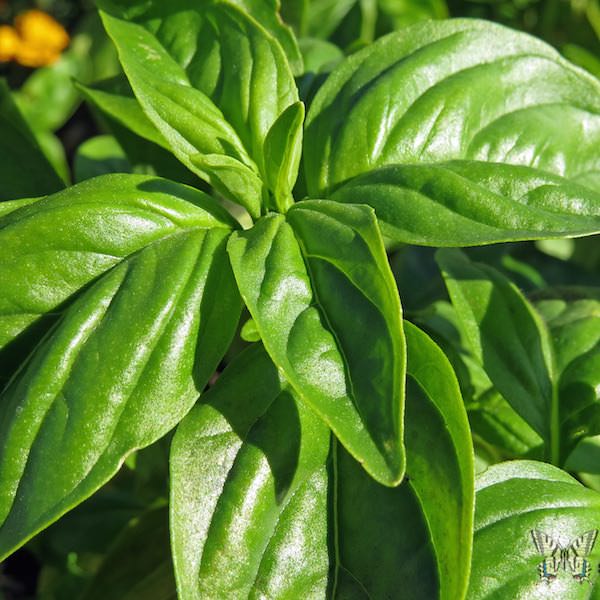 Genovese basil Genovese basil