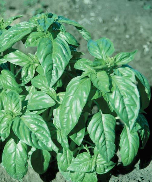 Italian Large Leaf basil Italian Large Leaf basil