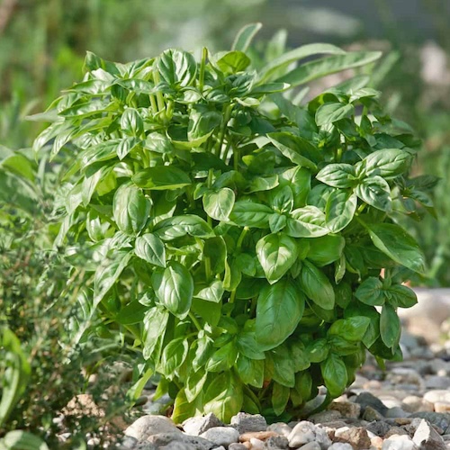 Basil Piedmont