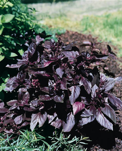 Red Rubin basil